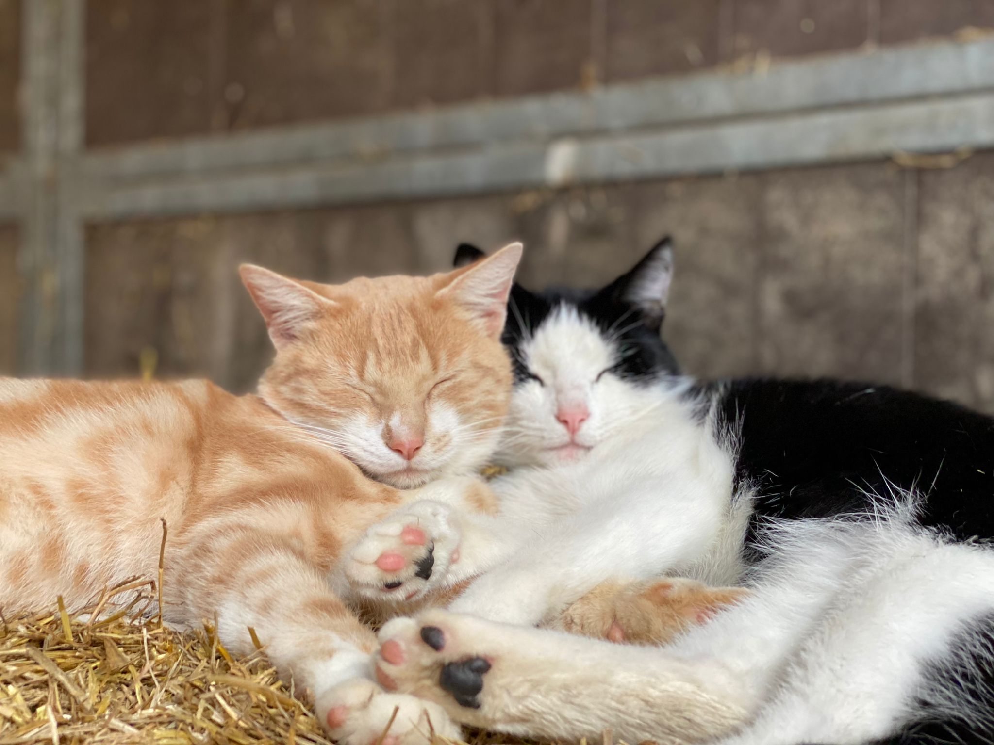 Jacobshoeve Reeuwijk-katten