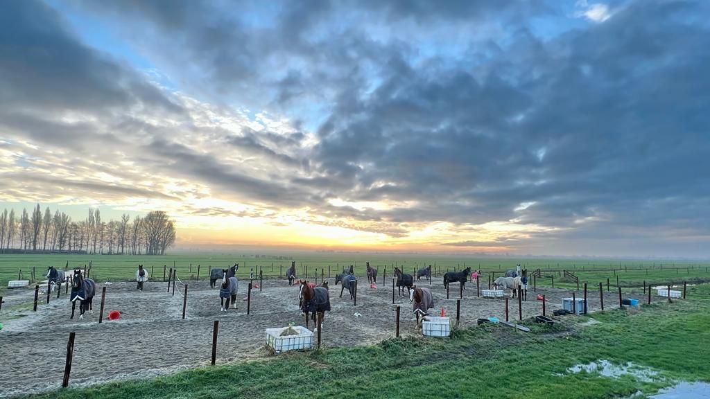 Jacobshoeve Reeuwijk-paddocks