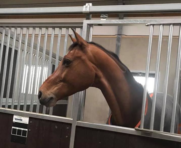 Jacobshoeve Reeuwijk-stallen