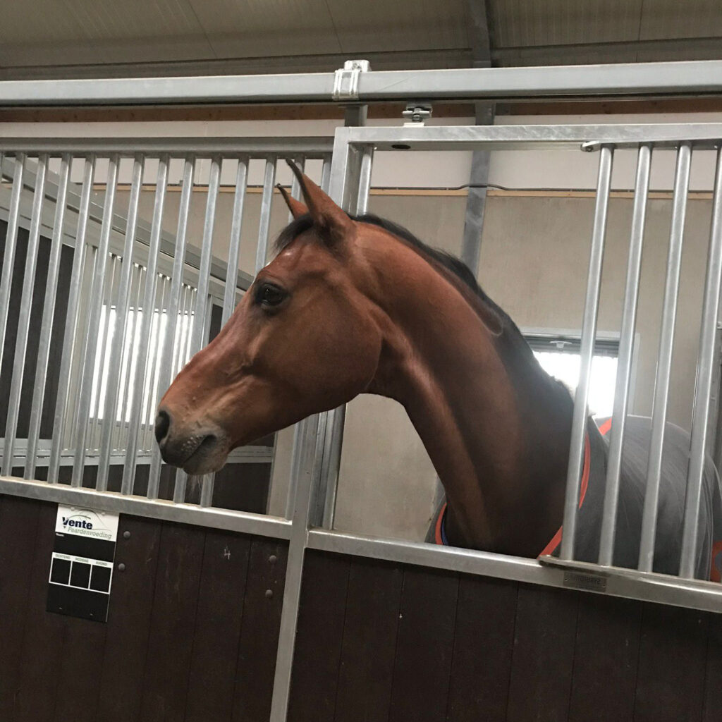 Jacobshoeve-Reeuwijk-stallen2b