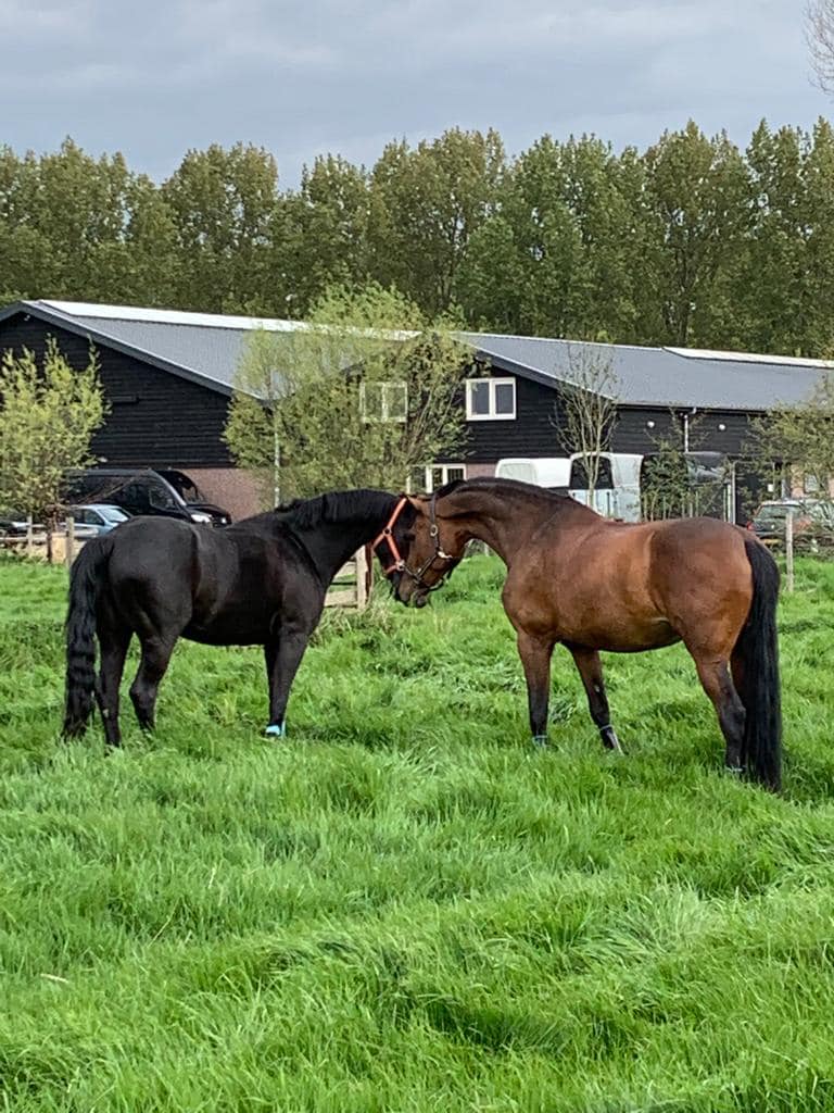 Jacobshoeve Reeuwijk-weiland